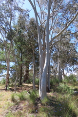 Eucalyptus rossii