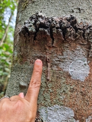 Fulgoridae