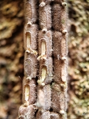 Fulgoridae