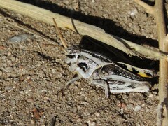 Pardalophora apiculata