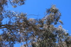 Eucalyptus rossii
