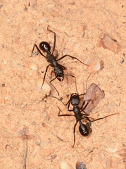 Rhytidoponera punctiventris