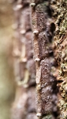 Fulgoridae