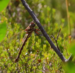 Austroaeschna unicornis