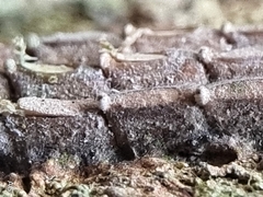 Fulgoridae