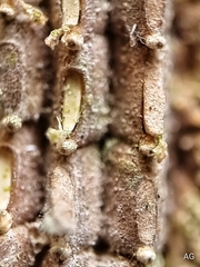 Fulgoridae