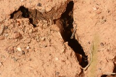 Rhytidoponera punctiventris