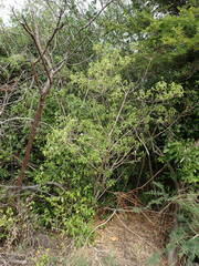 Lantana involucrata