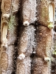 Fulgoridae