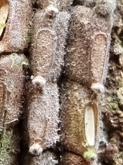 Fulgoridae