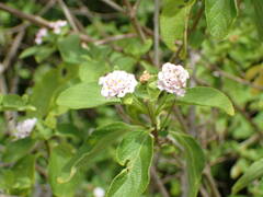 Lantana involucrata