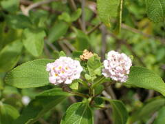 Lantana involucrata