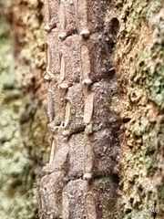 Fulgoridae