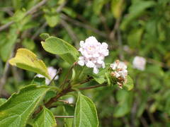 Lantana involucrata