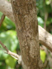 Lantana involucrata