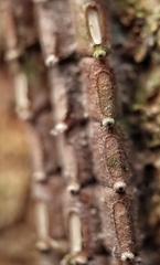 Fulgoridae
