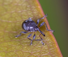 Nanophyinae
