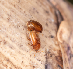 Sericoderus