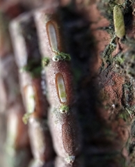 Fulgoridae