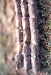 Fulgoridae