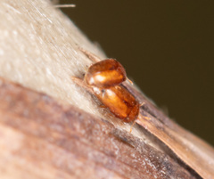 Sericoderus