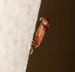 Sericoderus