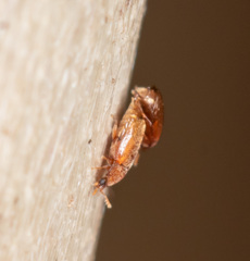 Sericoderus
