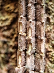 Fulgoridae