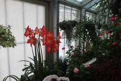 Hippeastrum hybridum