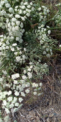 Seseli tortuosum