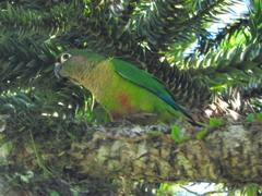 Pyrrhura frontalis