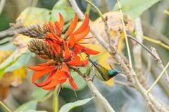 Aethopyga christinae