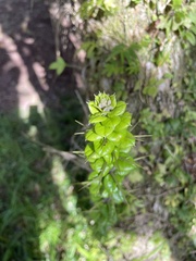 Rhaphithamnus spinosus