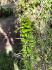 Rhaphithamnus spinosus