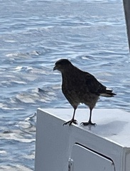 Daptrius chimango temucoensis