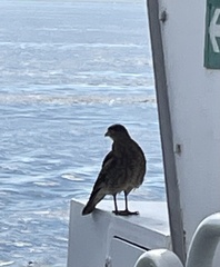 Daptrius chimango temucoensis