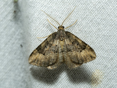 Epyaxa hyperythra