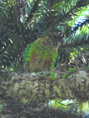 Pyrrhura frontalis