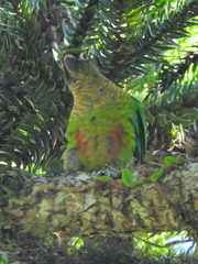Pyrrhura frontalis