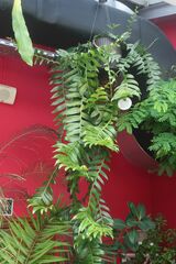 Epiphyllum chrysocardium