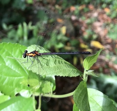 Austroargiolestes chrysoides
