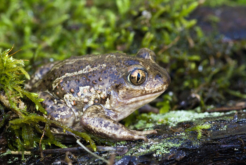 Pallas' Spadefoot Toad