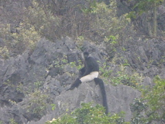 Trachypithecus delacouri