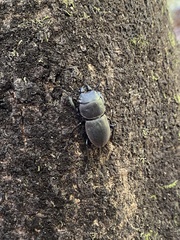 Apterodorcus bacchus