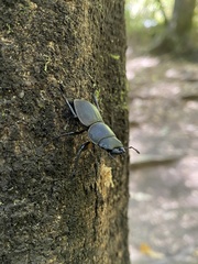 Apterodorcus bacchus