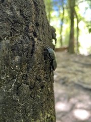 Apterodorcus bacchus