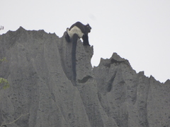 Trachypithecus delacouri