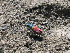 Cicindela coerulea nitida