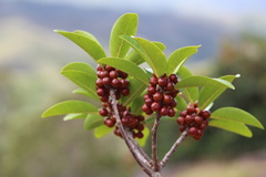 Ficus vieillardiana