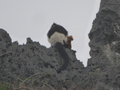 Trachypithecus delacouri